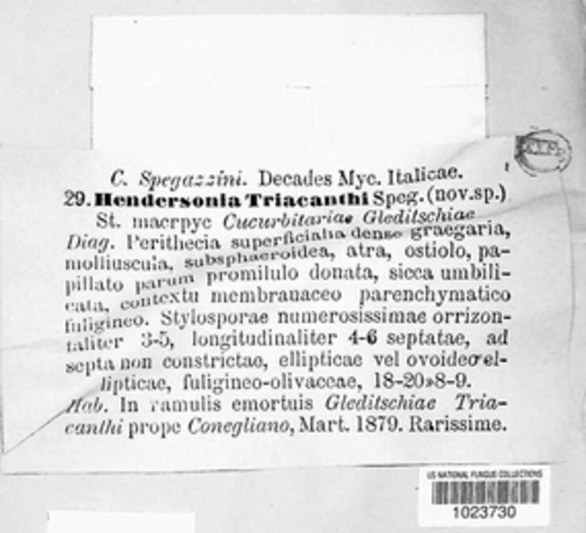 Hendersonia triacanthi image